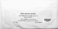 Marasmius oreades image